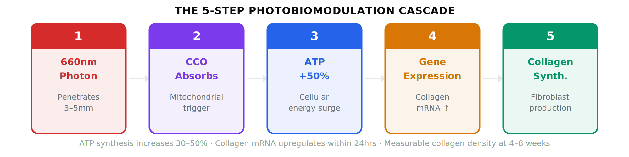 5-step photobiomodulation cascade: photon to collagen synthesis